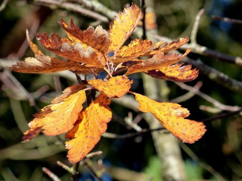 leaf colors autumn