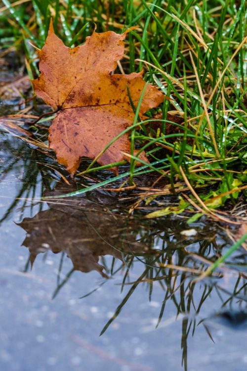 leaf autumn puddle