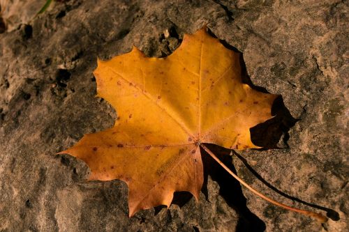 leaf autumn maple leaf