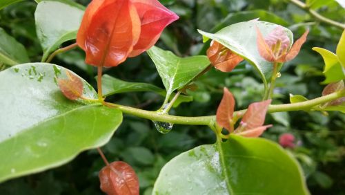 leaf nature flora