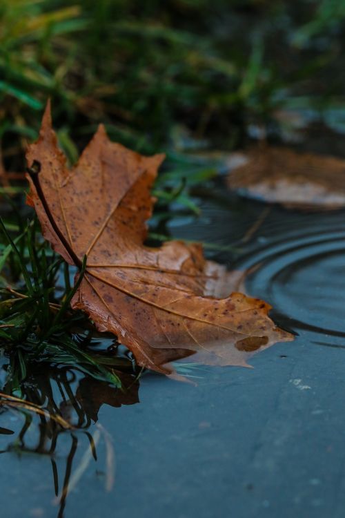 leaf puddle rain