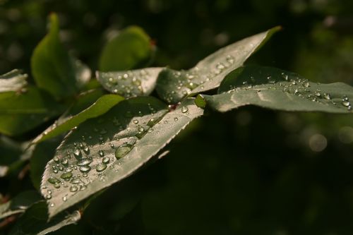 leaf nature rain