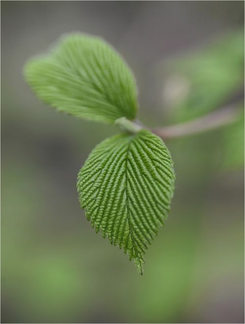 leaf color green