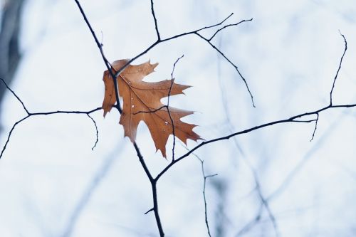 leaf winter fall