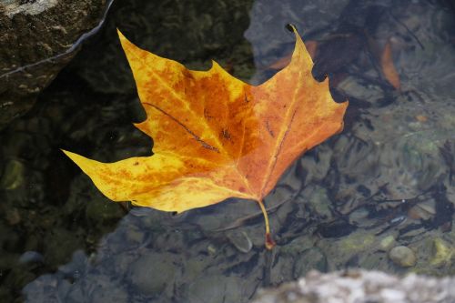 leaf autumn wet