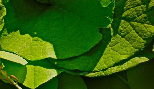 leaf green garden