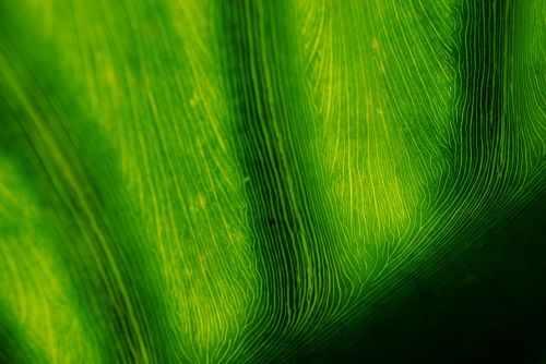 leaf banana leaf green