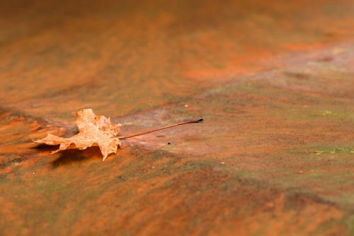 leaf autumn rust