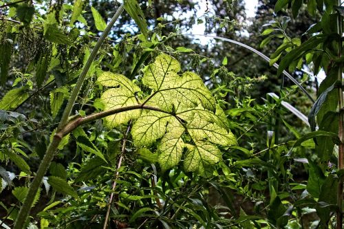 leaf plant vegetation