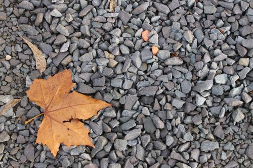 leaf gravel autumn
