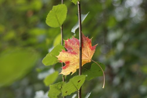 leaf nature flora