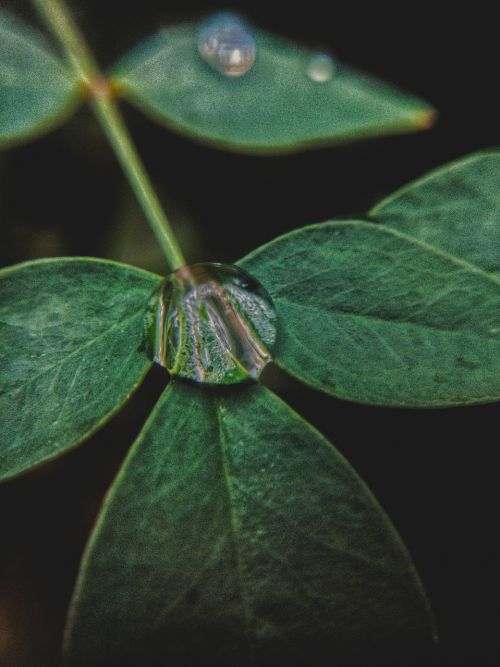 leaf nature droplet