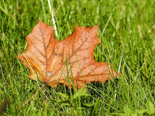 leaf maple nature