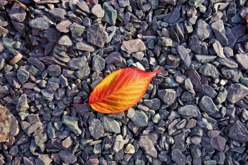 leaf autumn leaf red