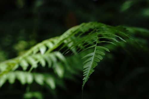 leaf tropical bali