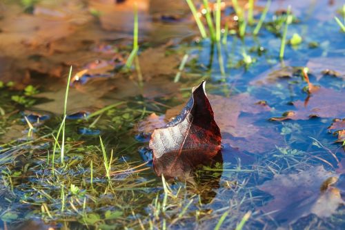 leaf puddle autumn