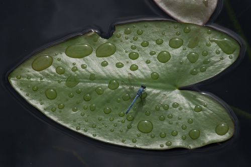 leaf floating drop of water