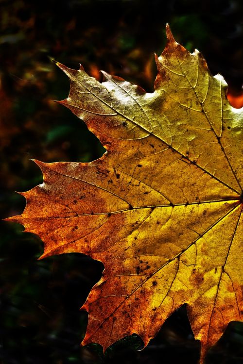 leaf autumn leaf fall color