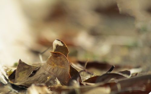 leaf autumn brown