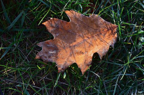 leaf sunlight frost