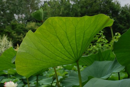 leaf lotus water garden