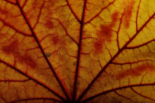 leaf autumn autumn colours