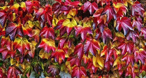 leaf autumn fall color