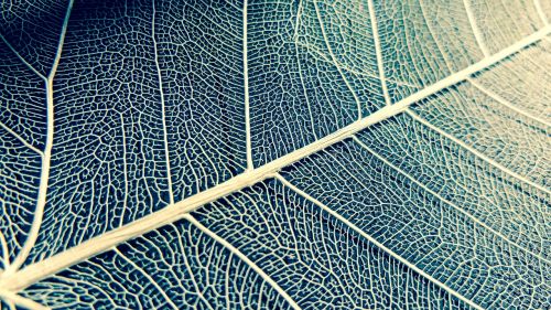 leaf white structure