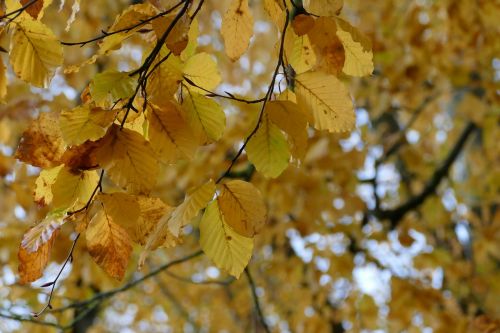 leaf fall tree