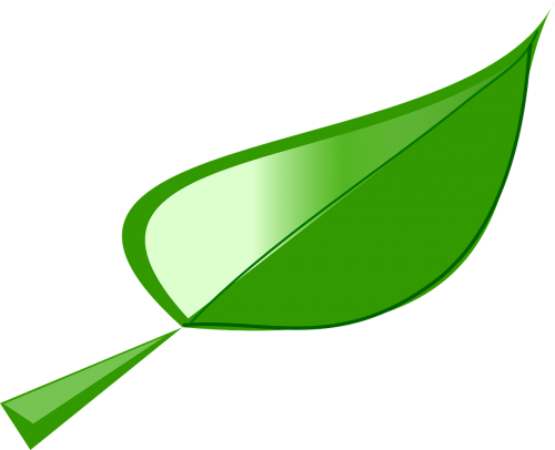 leaf plant ecology