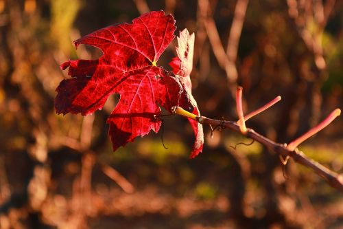 leaf vine provence