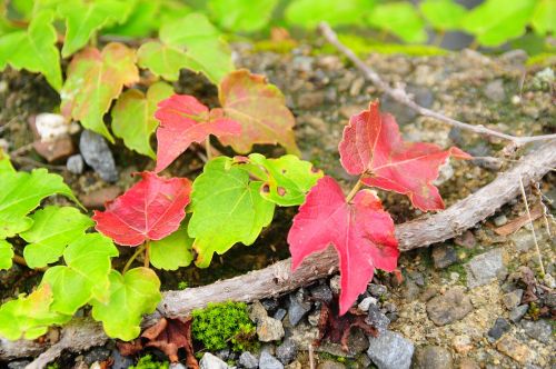 leaf autumn ivy