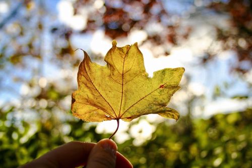 leaf fall nature