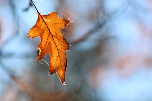 leaf outdoors nature