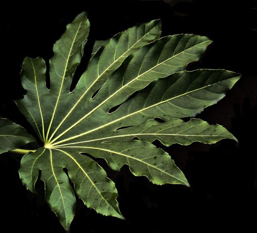 leaf palmate darkness