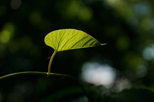 leaf vine growth