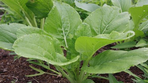 leaf vegetables without toxins fresh vegetables