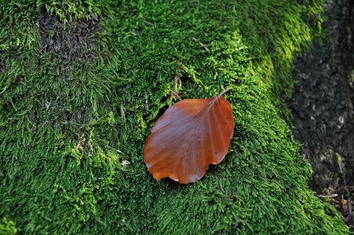 leaf moss macro