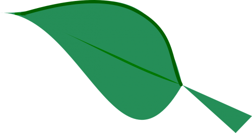 leaf green plant