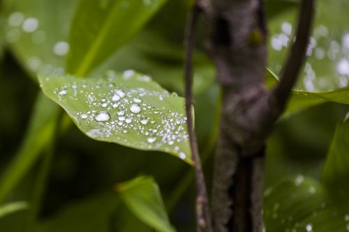 leaf green nature