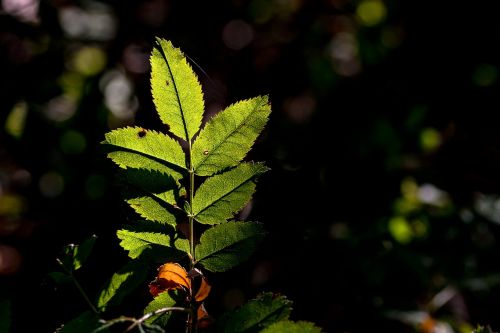 leaf nature green