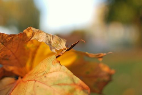 leaf autumn dry