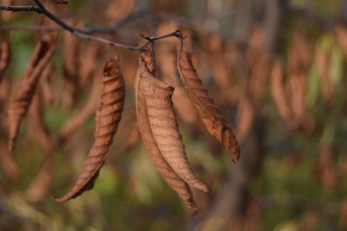 leaf autumn brown