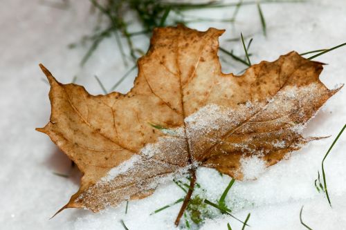 leaf winter snow