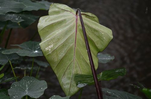 leaf nature moist
