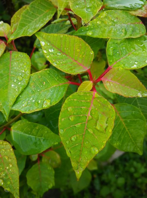 leaf embunpagi tanamanhias