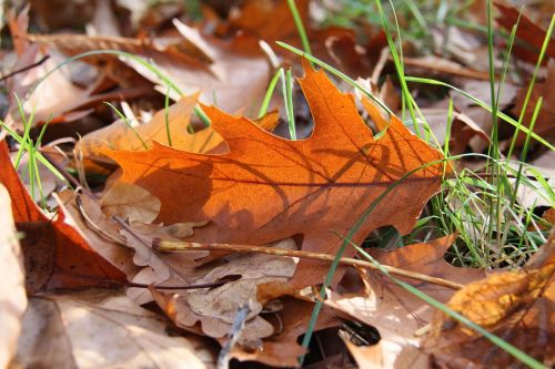 leaf sunshine autumn