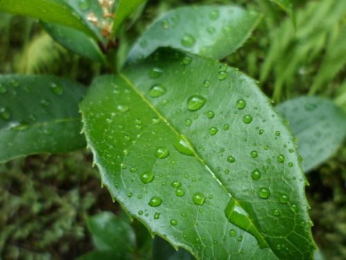 leaf garden leaves