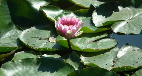 leaf water lily flower