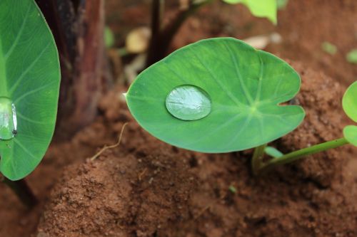 leaf flora nature